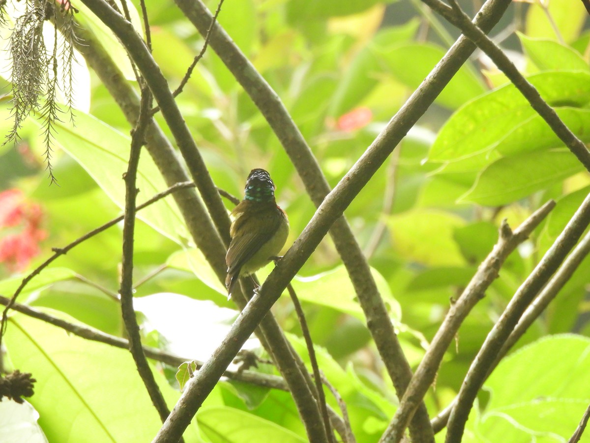 Fork-tailed Sunbird - ML640363643