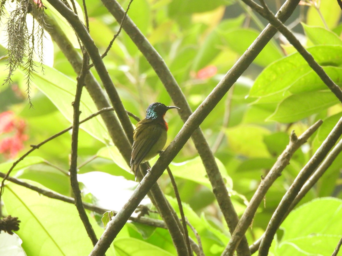 Fork-tailed Sunbird - ML640363644