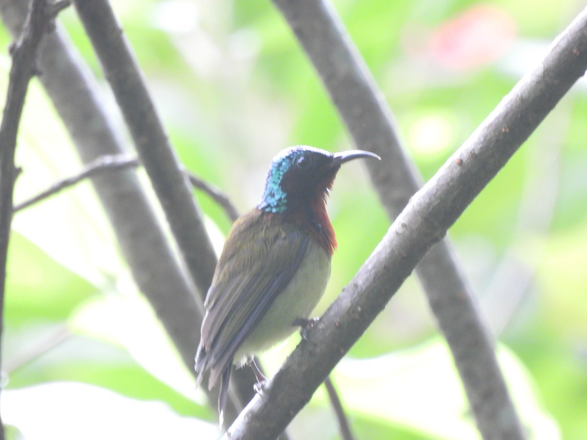 Fork-tailed Sunbird - ML640363645