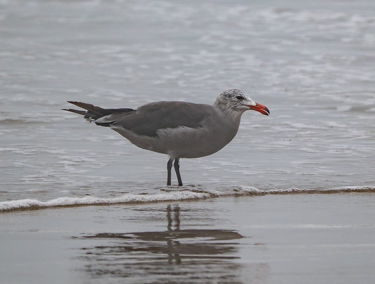 Heermann's Gull - ML640363664