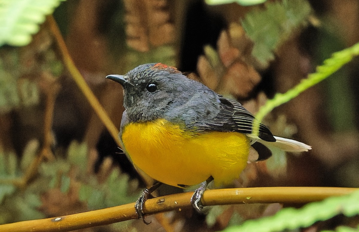 Slate-throated Redstart - ML640363696