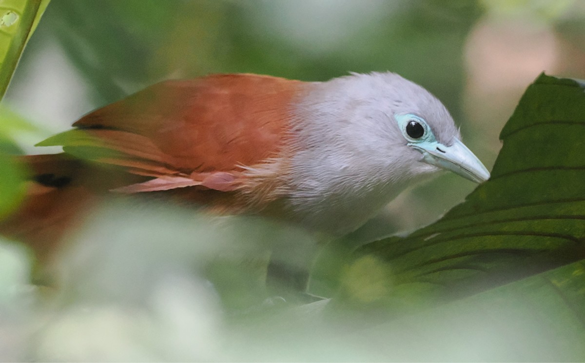 Raffles's Malkoha - ML640363800