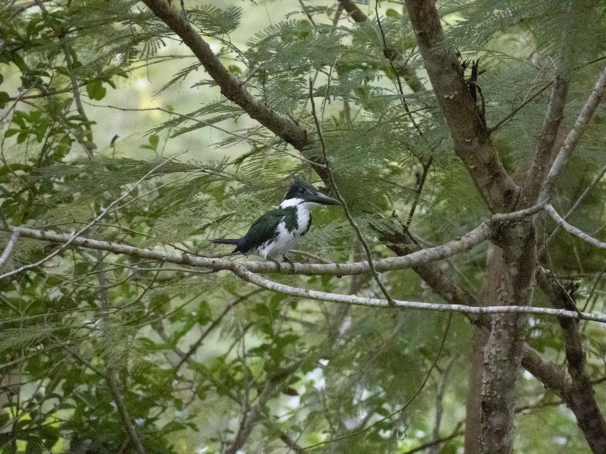 Amazon Kingfisher - ML640363839
