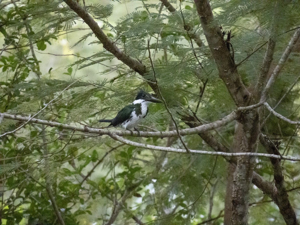 Amazon Kingfisher - ML640363840