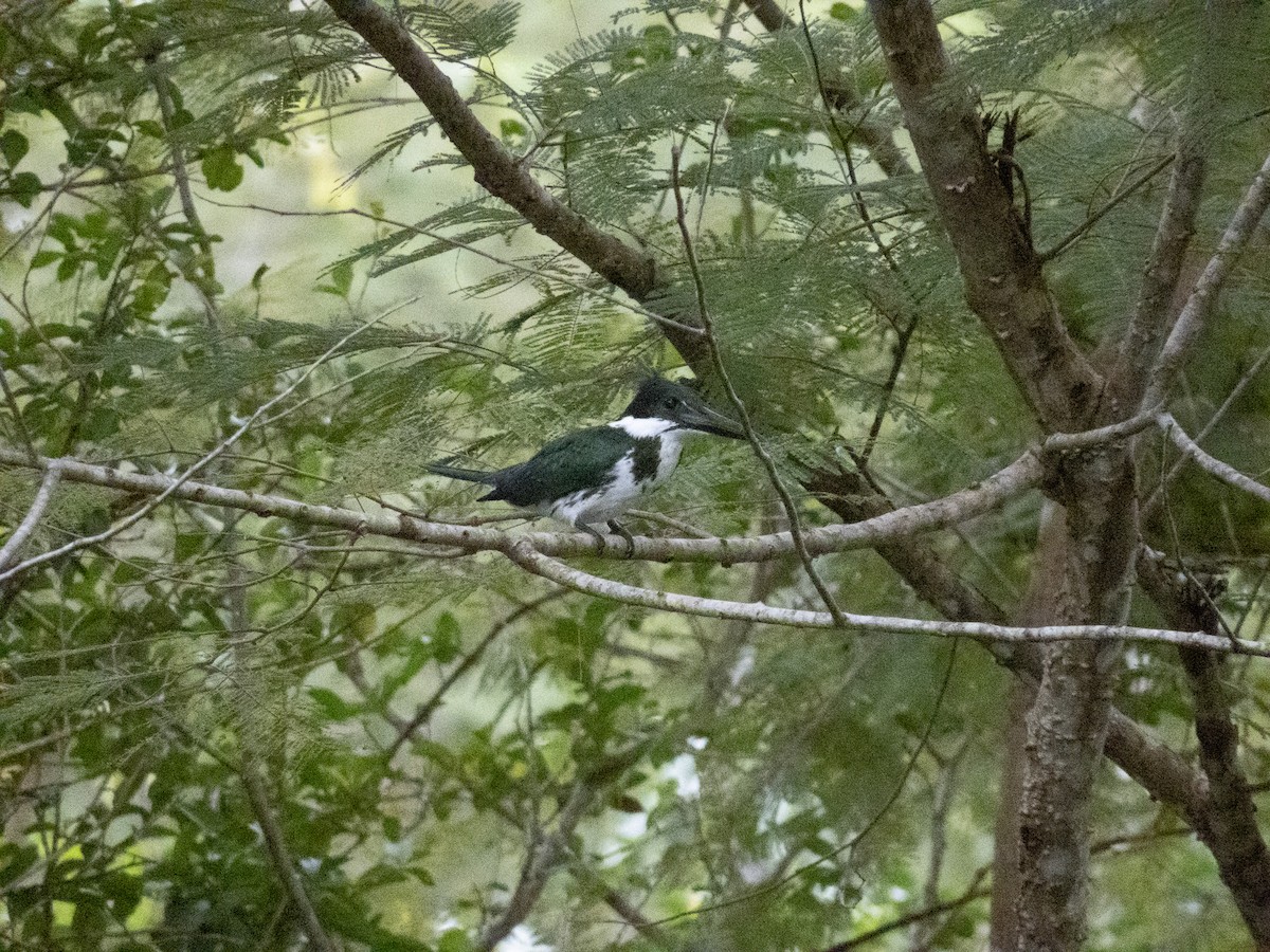 Amazon Kingfisher - ML640363841