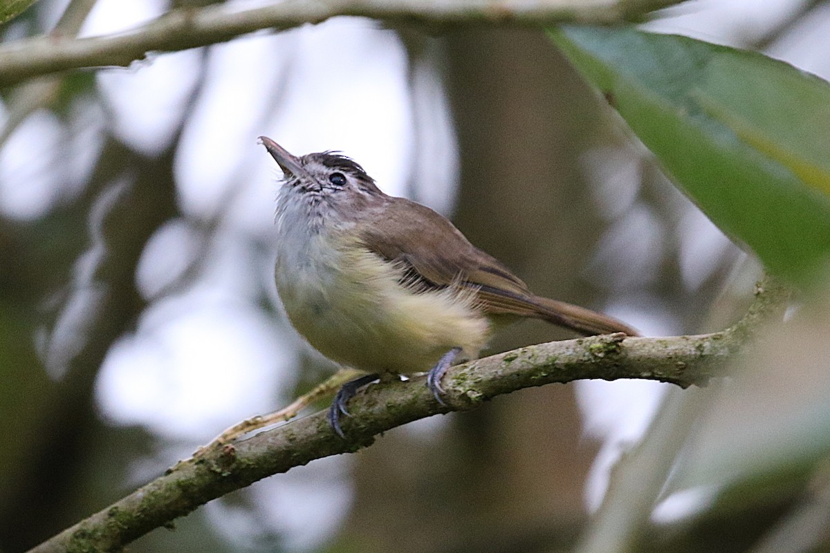 Braunkappenvireo - ML640363847