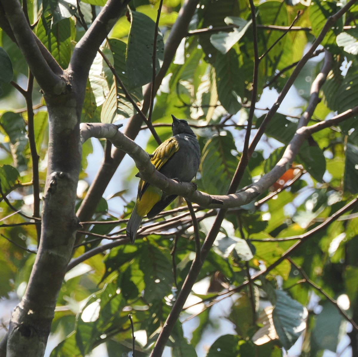 Gray-bellied Bulbul - ML640363864