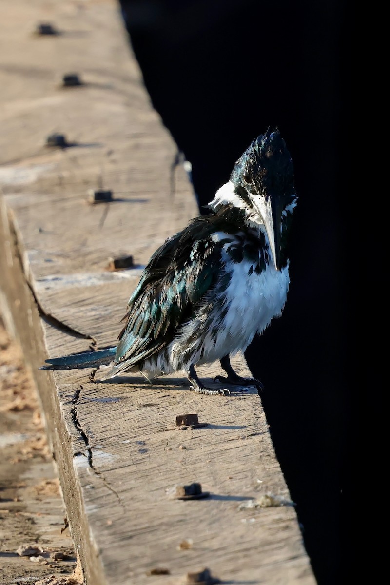 Amazon Kingfisher - ML640363890