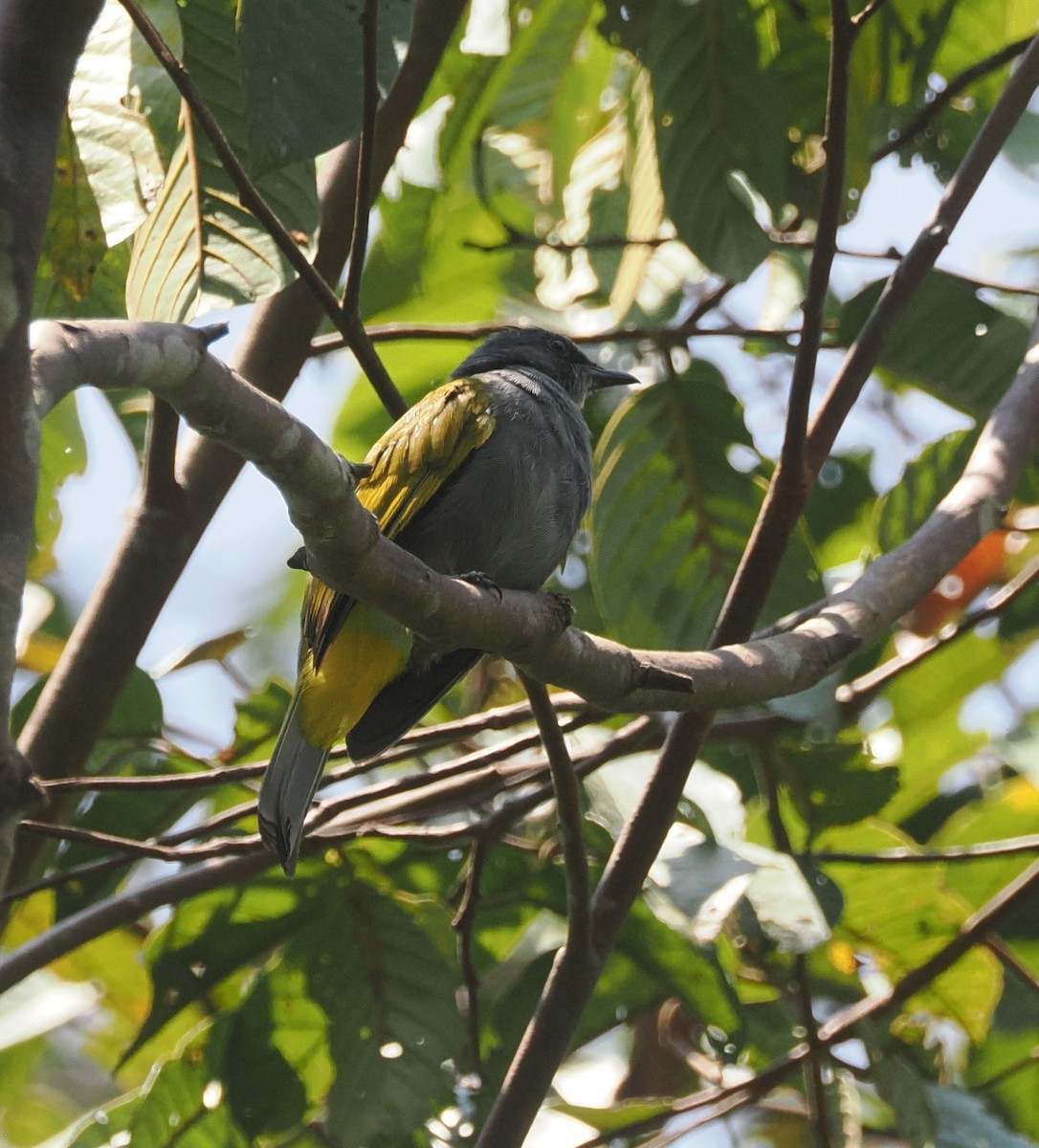 Gray-bellied Bulbul - ML640363891
