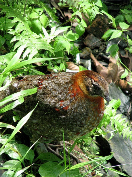 satyr modrolící - ML640363917