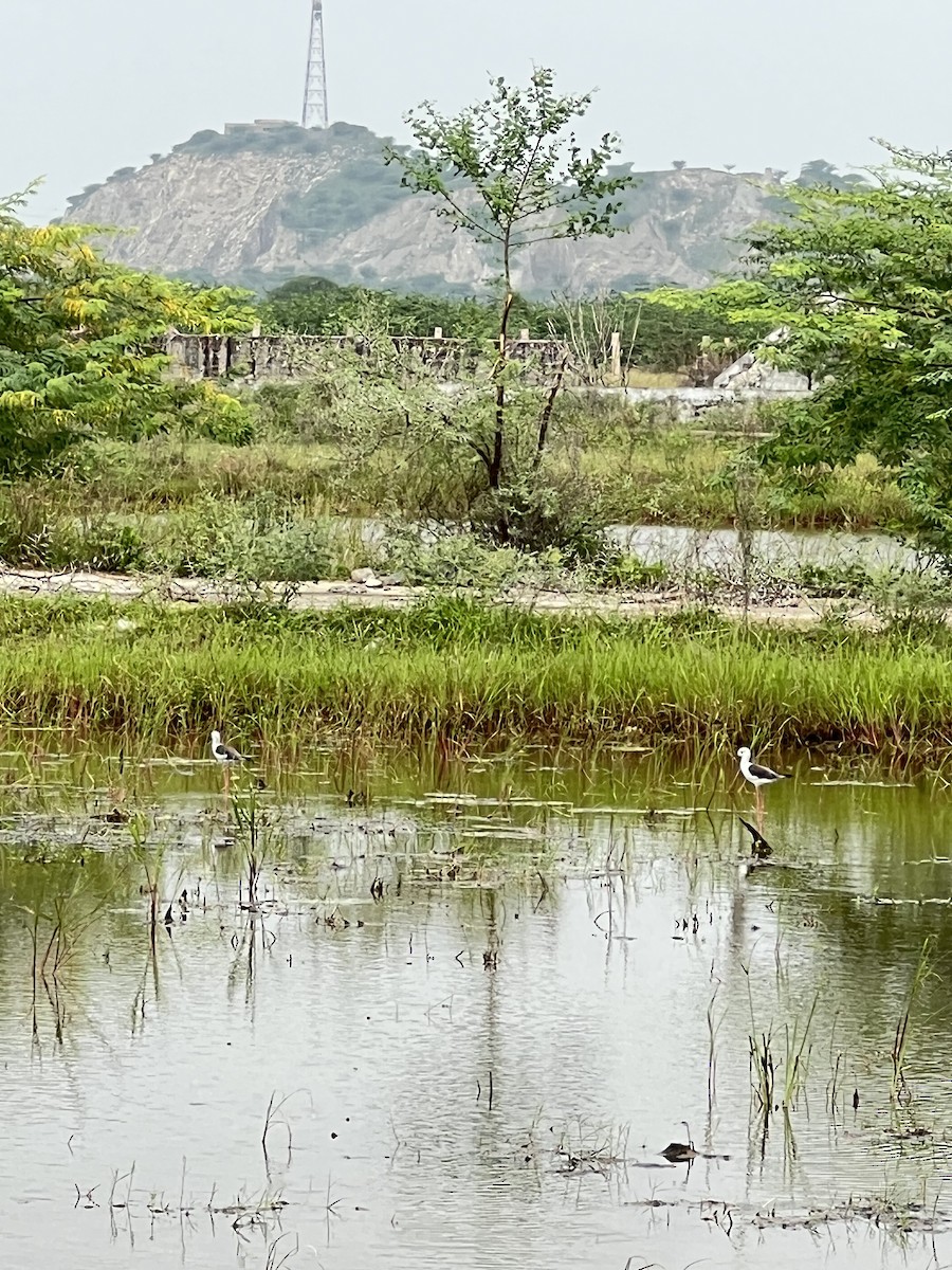 Black-winged Stilt - ML640364007