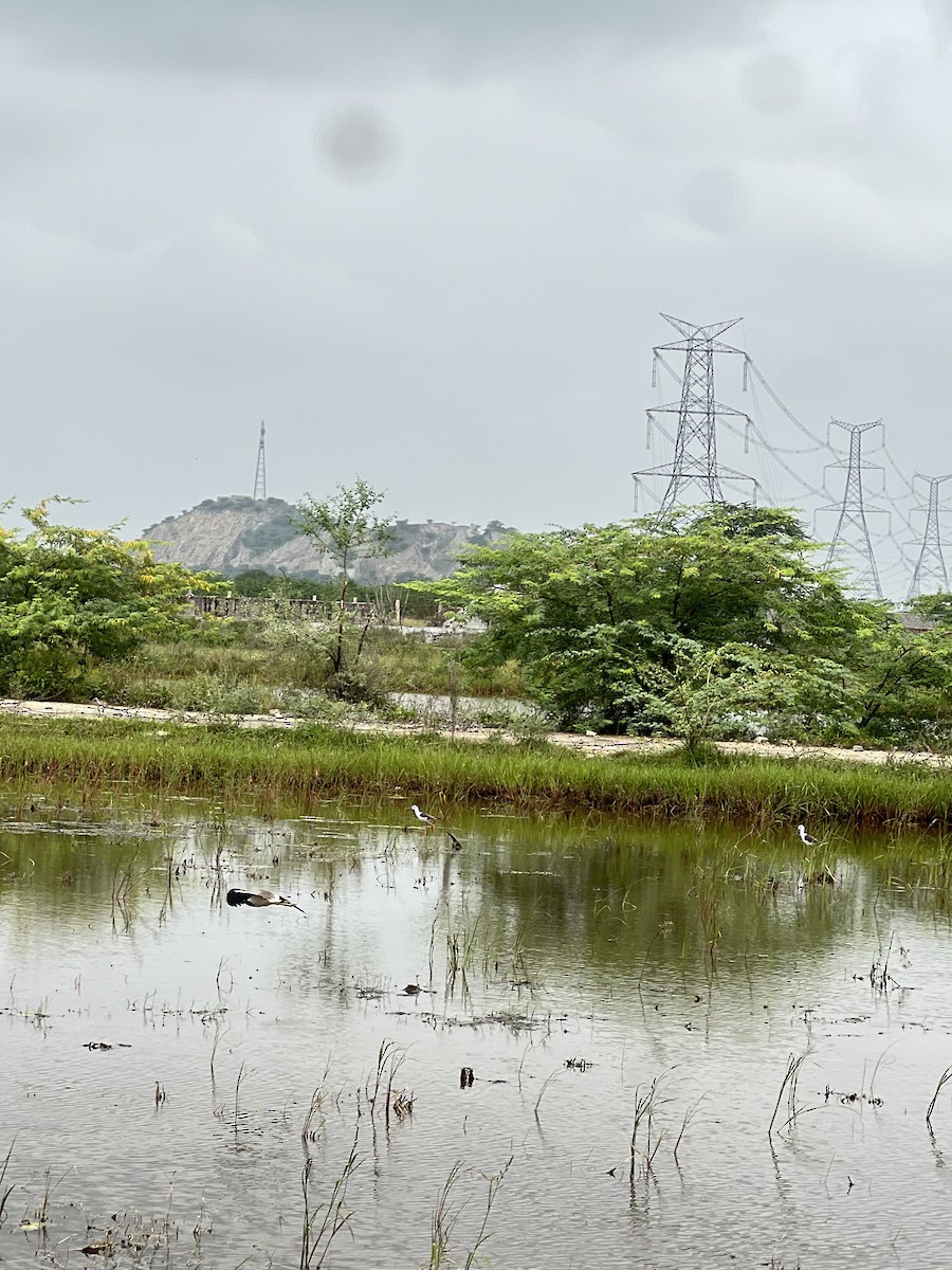 Black-winged Stilt - ML640364008