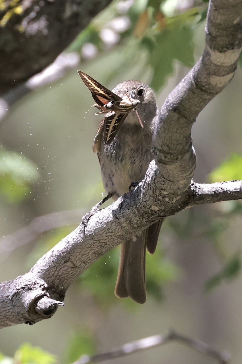 Greater Pewee - ML640364037