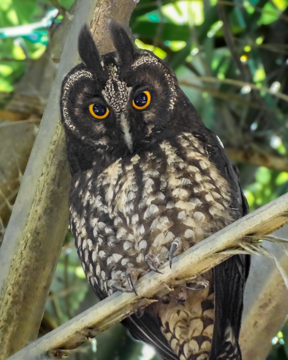 Stygian Owl - ML640364047