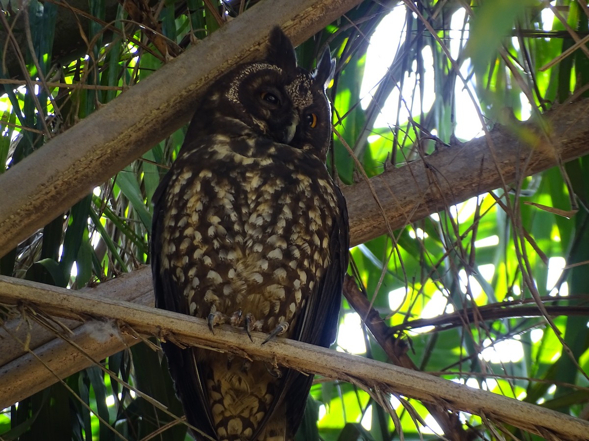 Stygian Owl - ML640364060