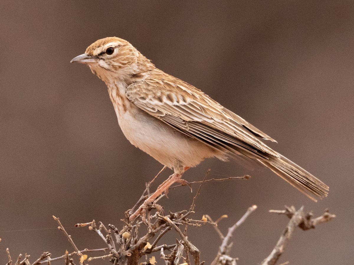 Gillett's Lark - ML640364071
