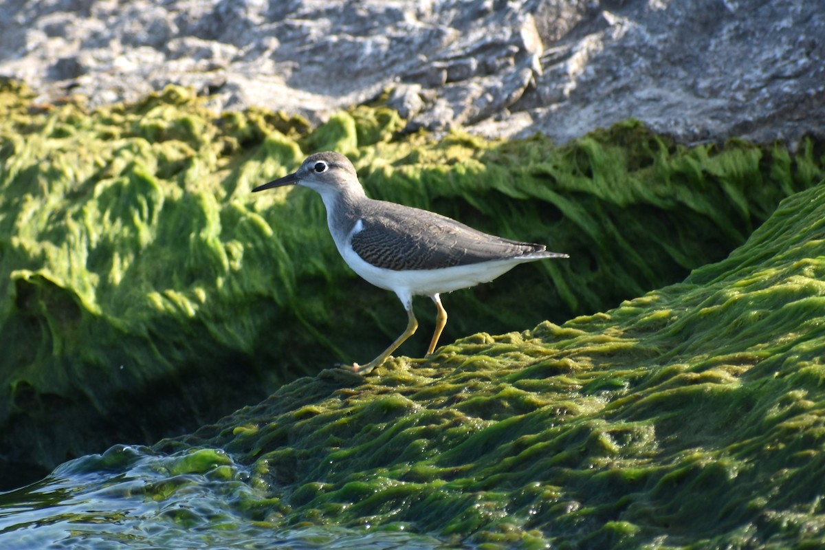 Spotted Sandpiper - ML640364073