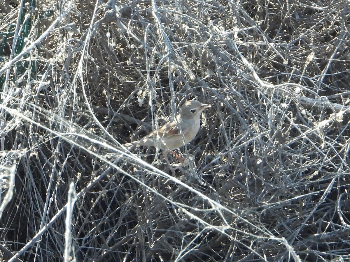Spectacled Warbler - ML640364079