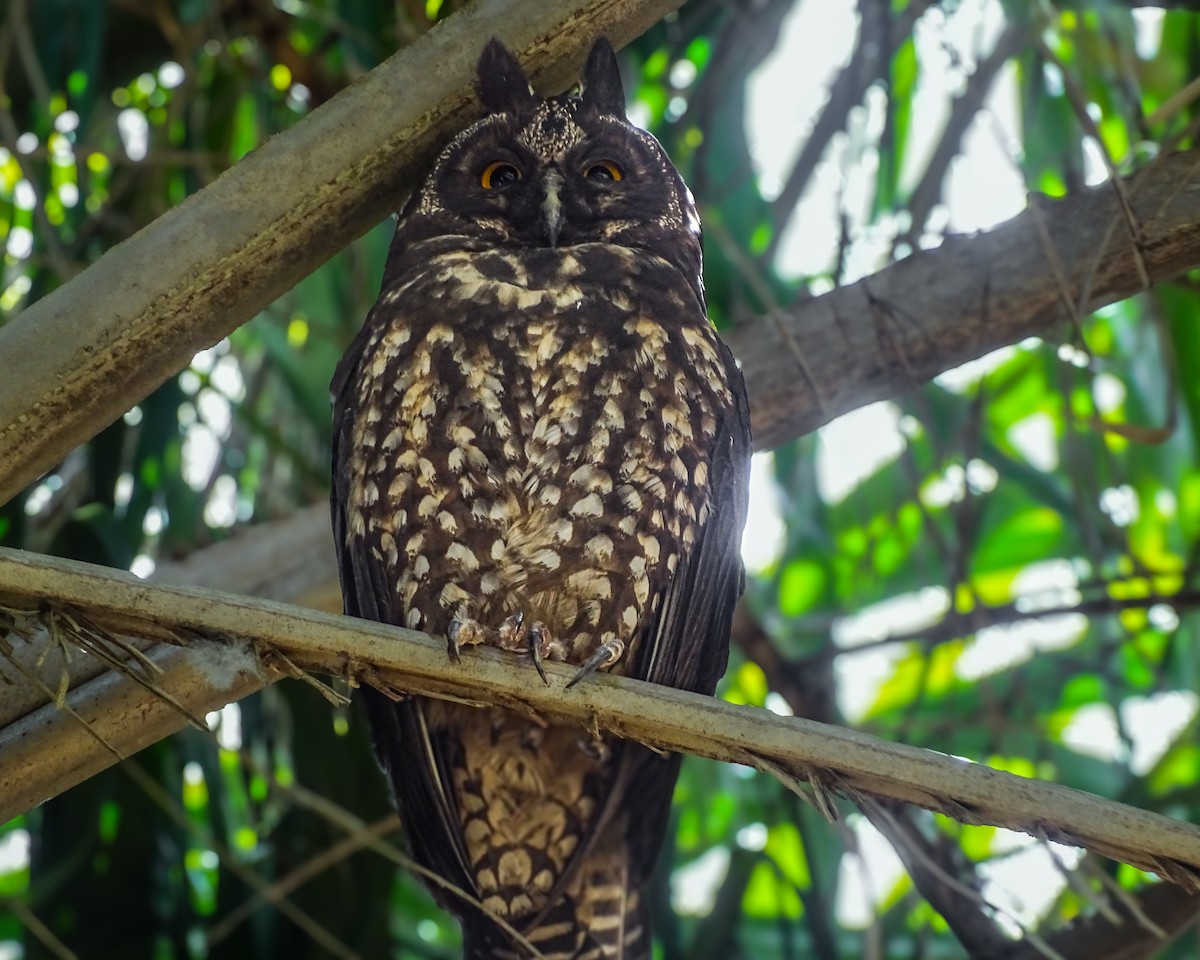 Stygian Owl - ML640364091