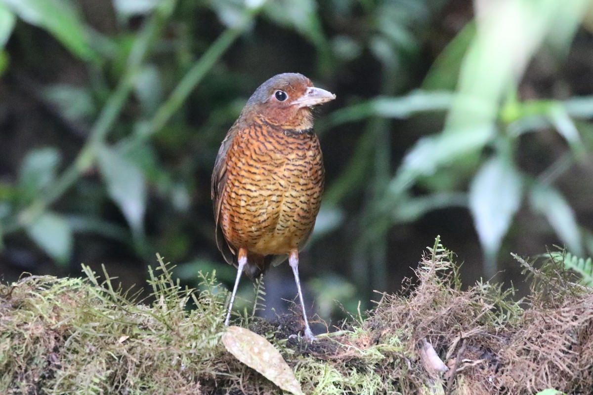 Giant Antpitta - ML640364117