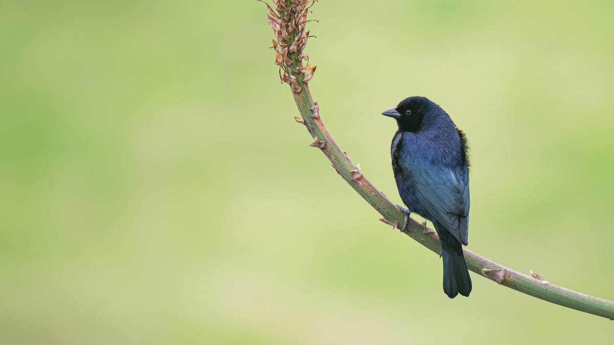 Shiny Cowbird - ML640364118