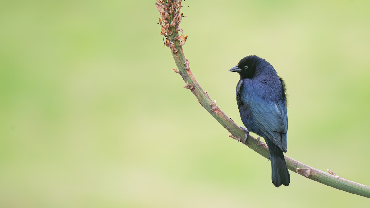 Shiny Cowbird - ML640364120