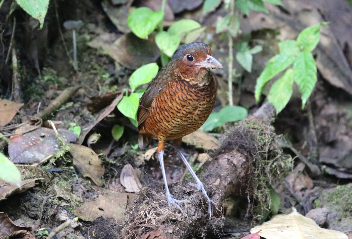 Giant Antpitta - ML640364128