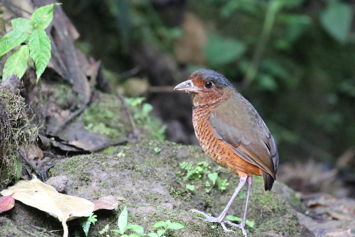 Giant Antpitta - ML640364138
