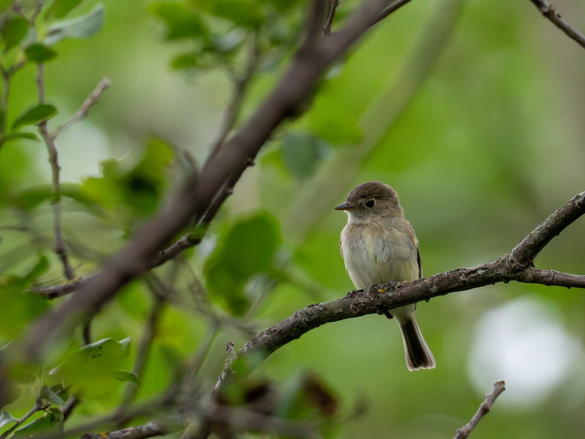 Least Flycatcher - ML640364151