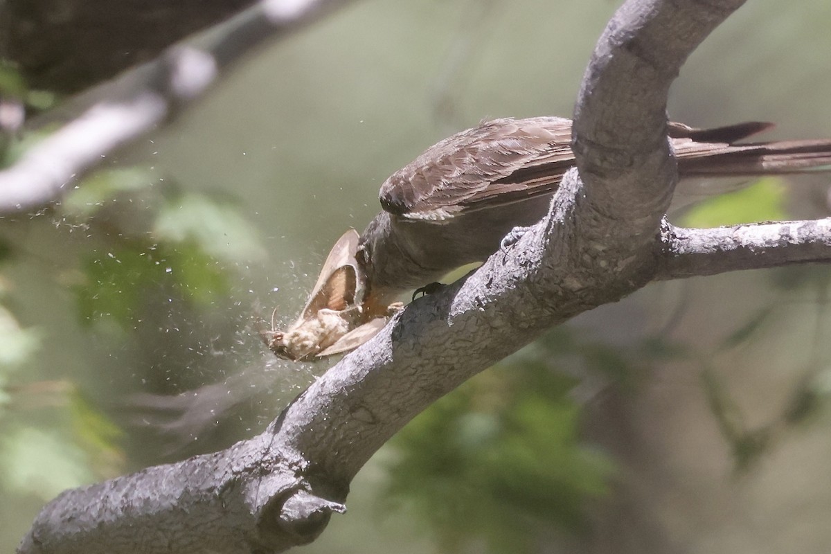Greater Pewee - ML640364164