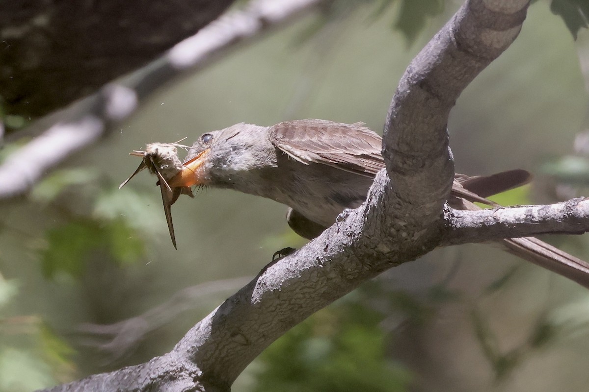Greater Pewee - ML640364165