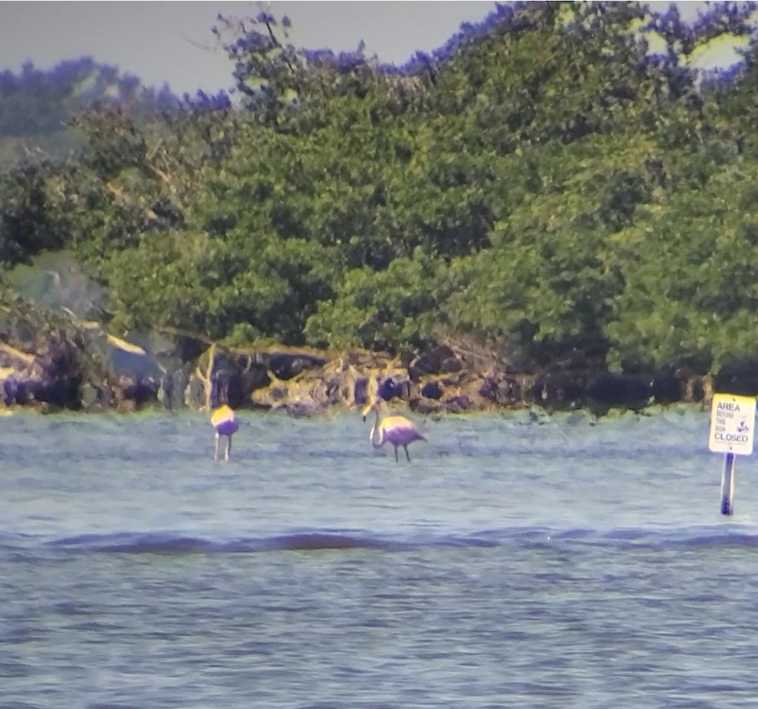American Flamingo - ML640364195