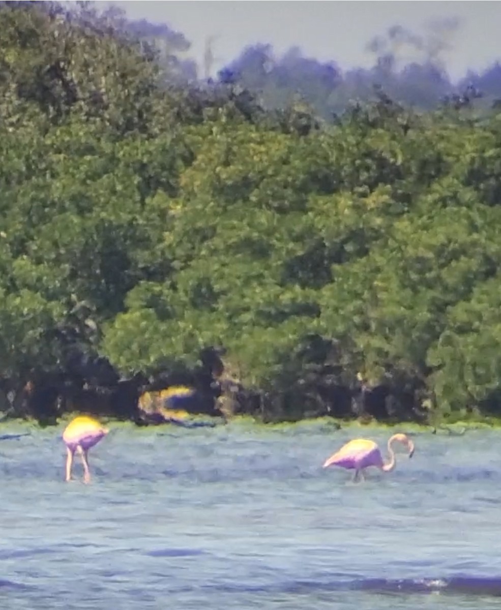American Flamingo - ML640364196