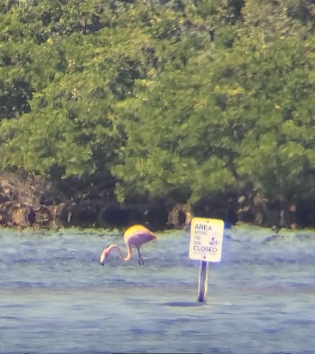 American Flamingo - ML640364197