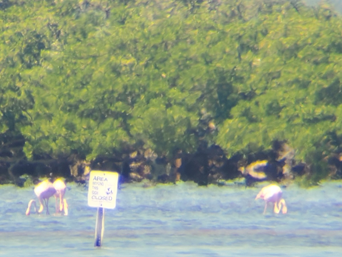 American Flamingo - ML640364198