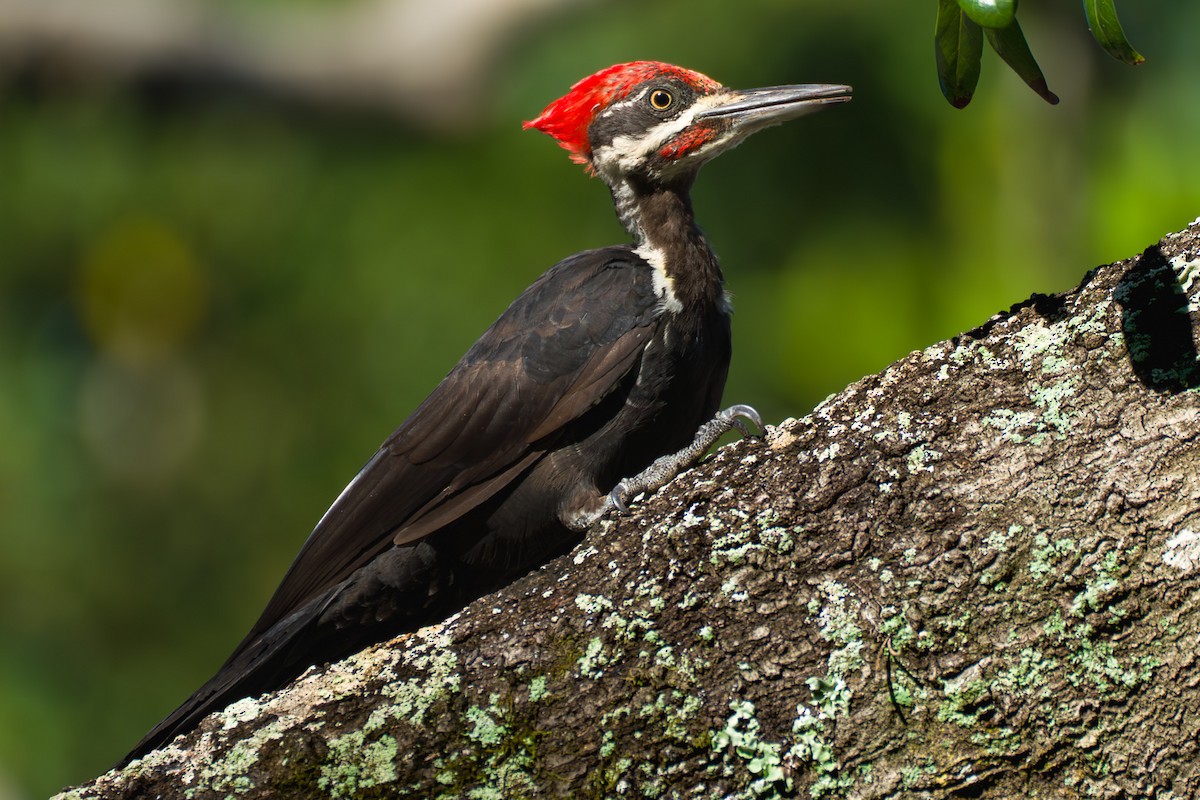Pileated Woodpecker - ML640364243