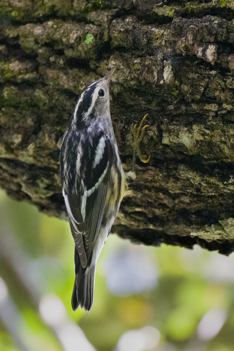 Black-and-white Warbler - ML640364258