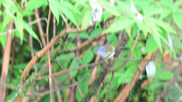 Ashy-throated Warbler - ML640364368