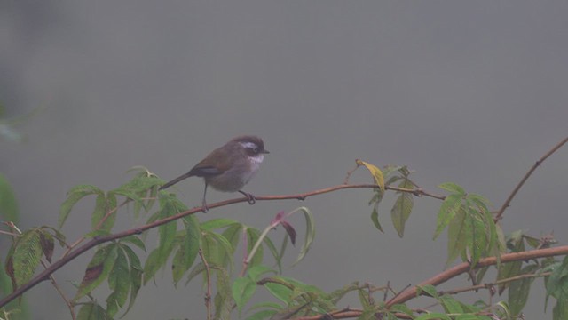 Fulvetta de Hodgson - ML640364399