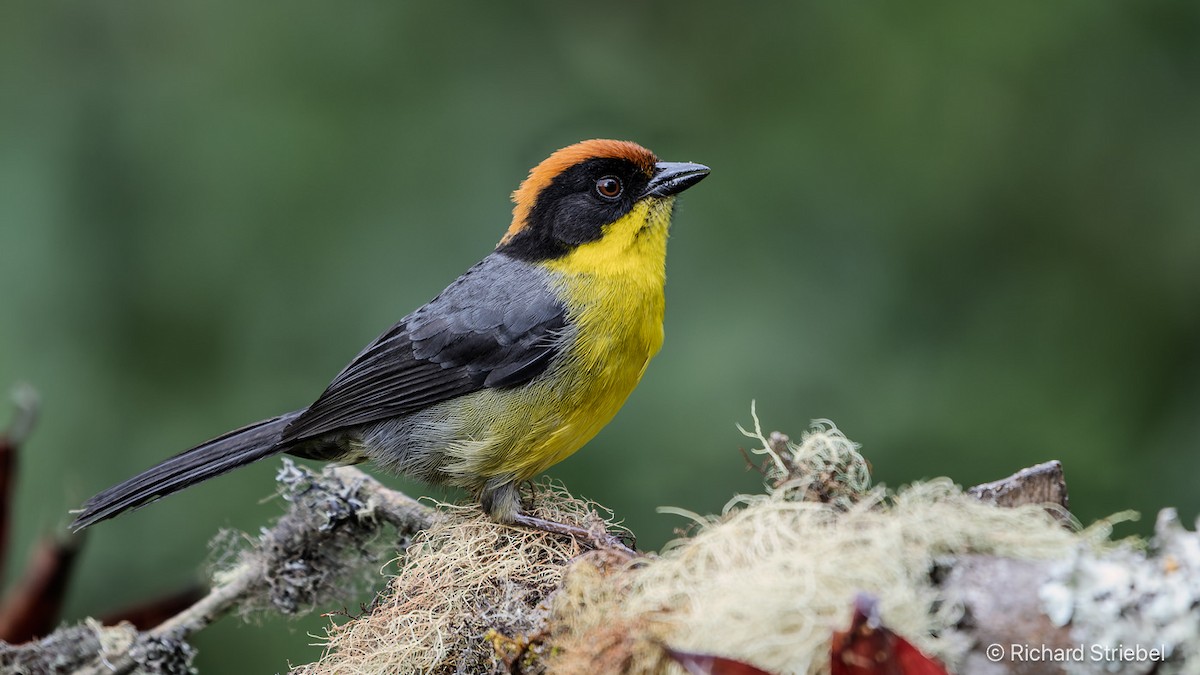 Yellow-breasted Brushfinch - ML640364440
