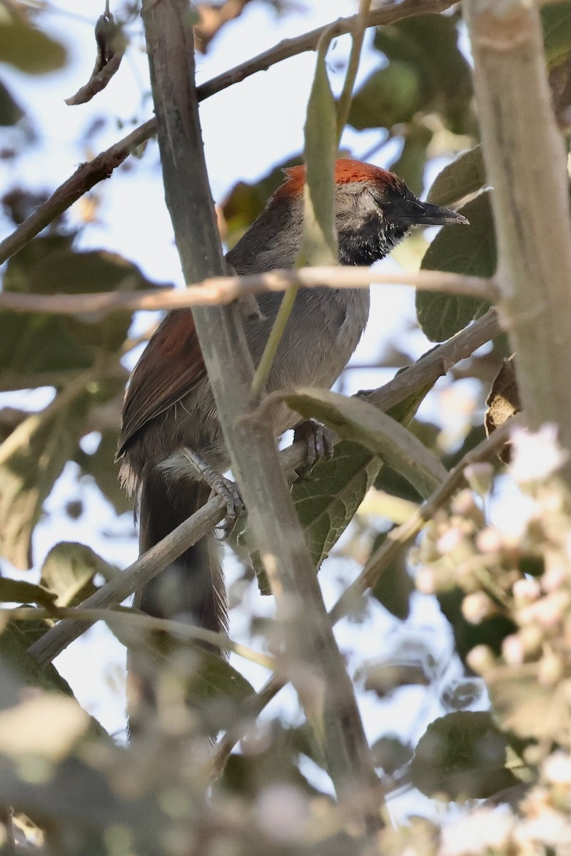 Cinereous-breasted Spinetail - ML640364591