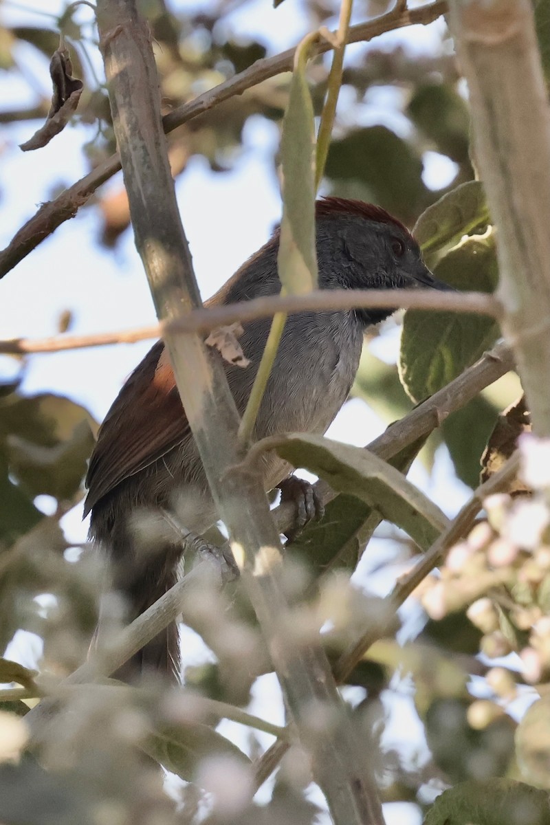 Cinereous-breasted Spinetail - ML640364592