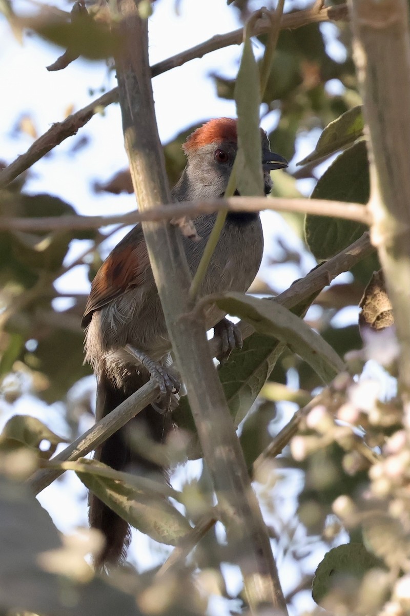 Cinereous-breasted Spinetail - ML640364593