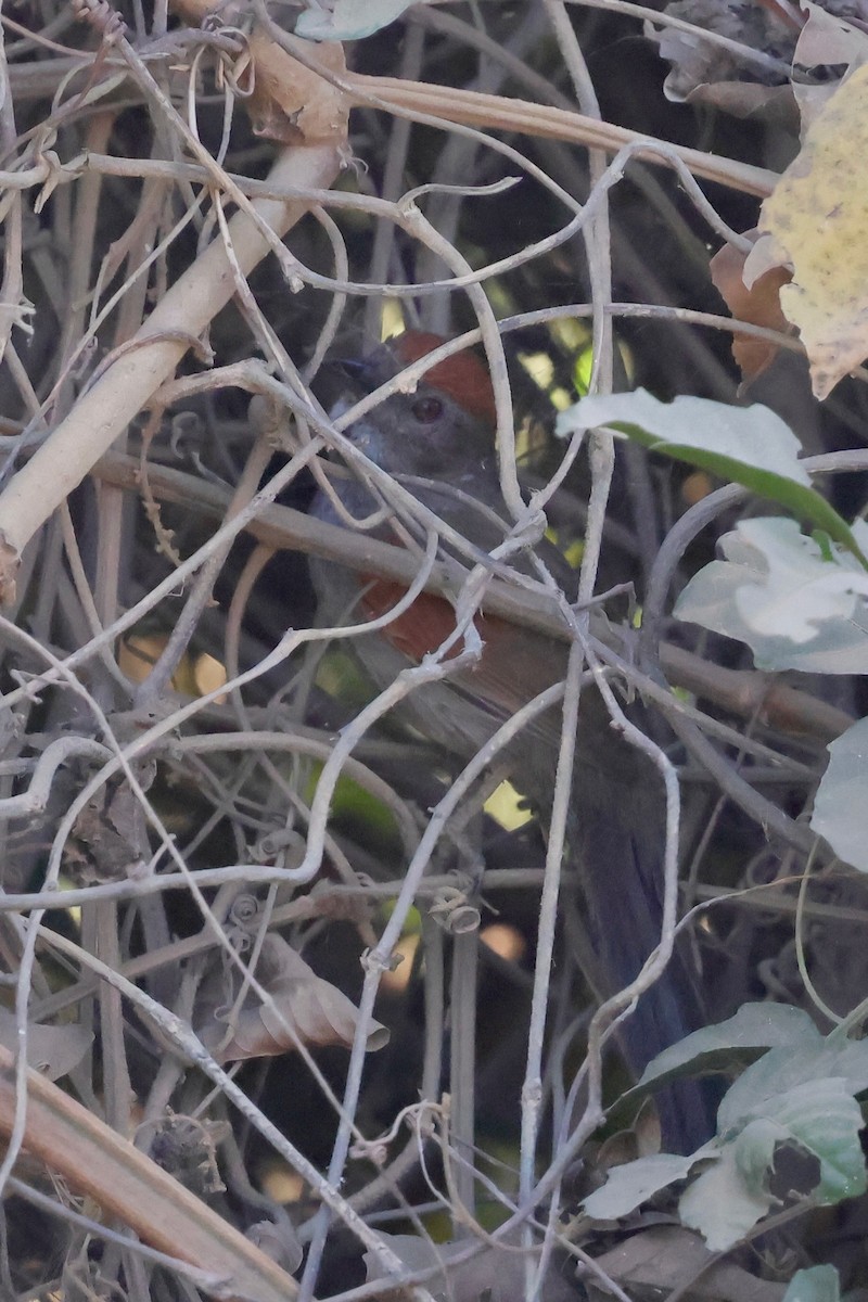 Cinereous-breasted Spinetail - ML640364594