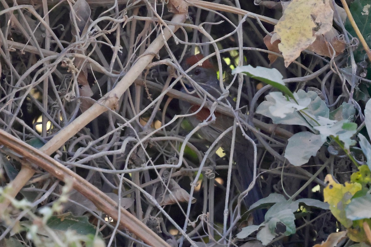 Cinereous-breasted Spinetail - ML640364595