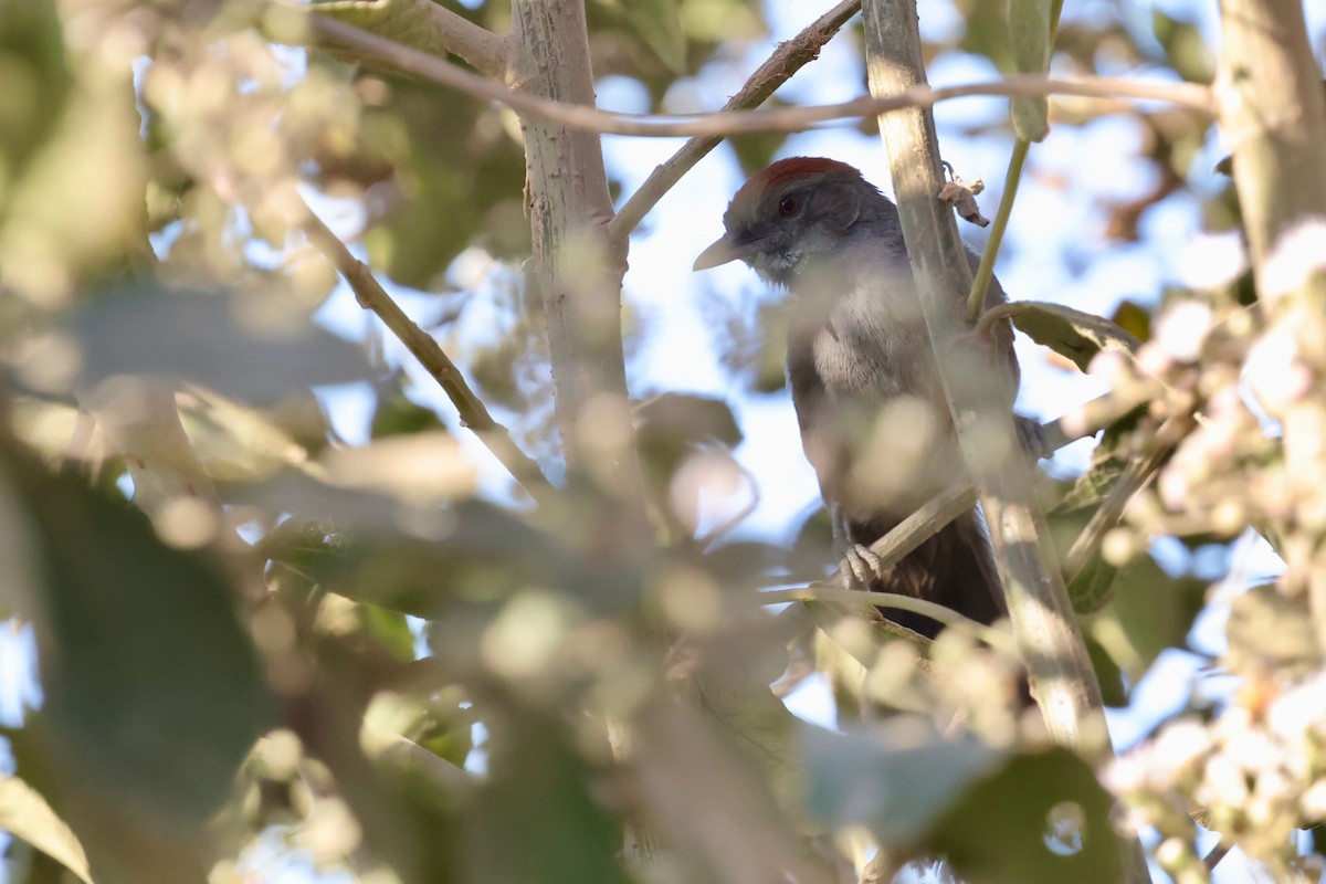 Cinereous-breasted Spinetail - ML640364601