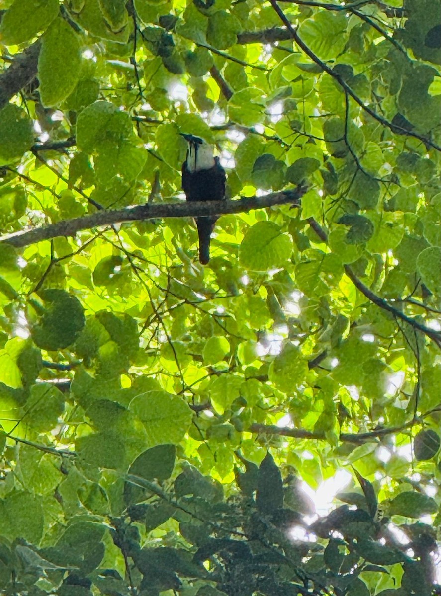 Three-wattled Bellbird - ML640364704