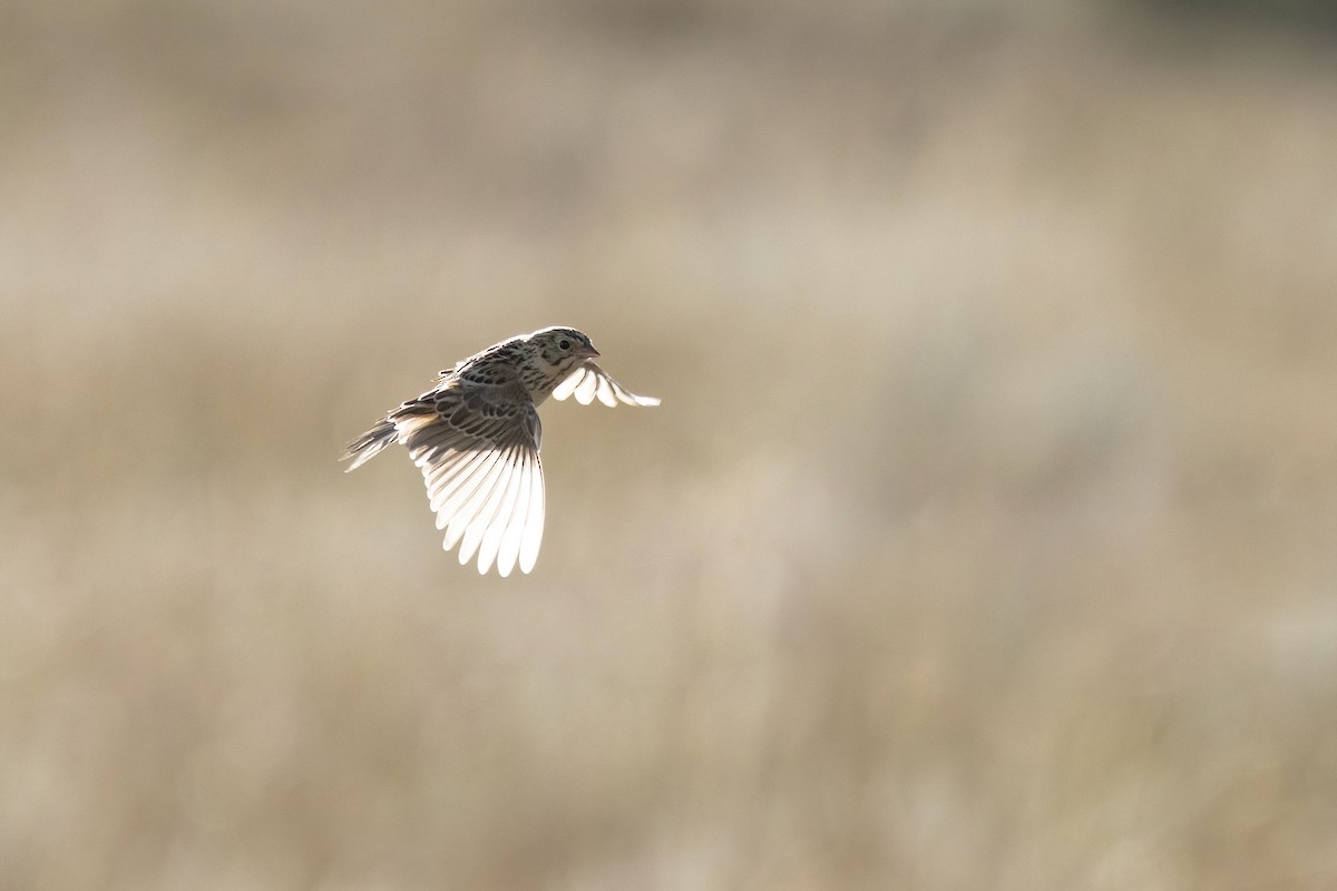 Baird's Sparrow - ML640364723