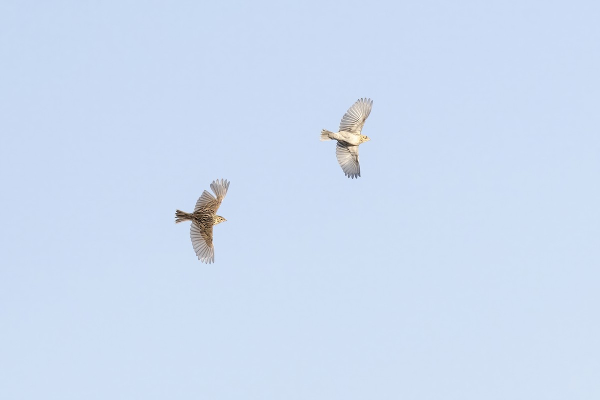 Baird's Sparrow - ML640364737