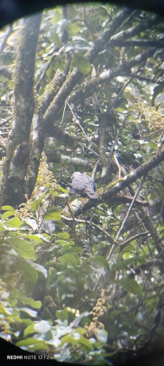 Pigeon d'Elphinstone - ML640364751